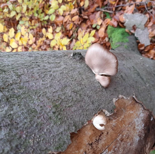 Oyster mushroom