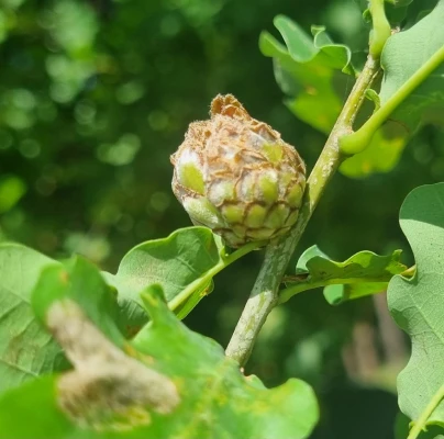 Artichoke gall wasp