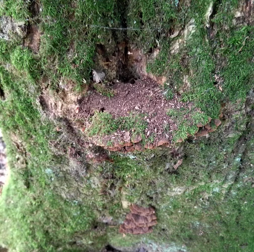 Hymenochaete rubiginosa 