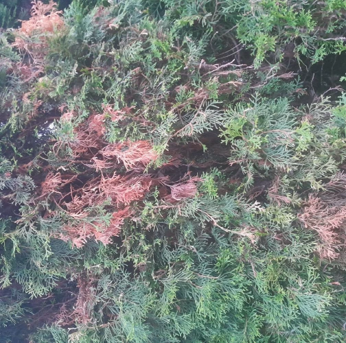 Cypress jewel beetle