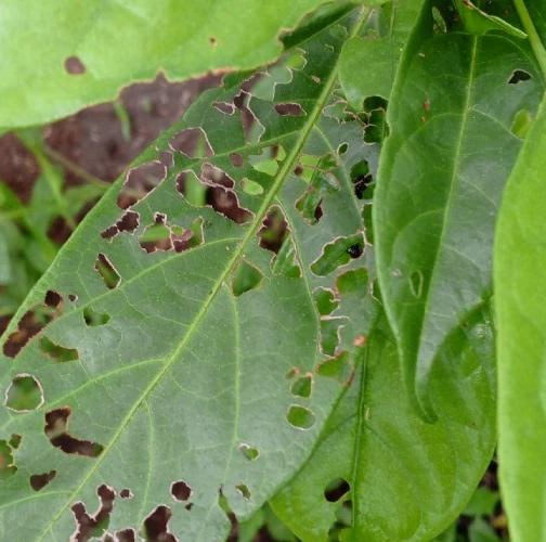 A - Ambiguously determined, we are not sure