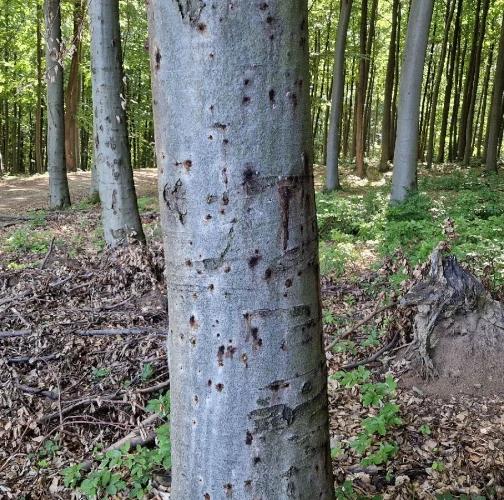 Beech bark beetle