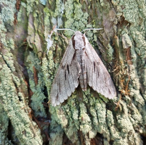 Pine hawk-moth 