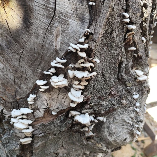 Miroslava Horáková 