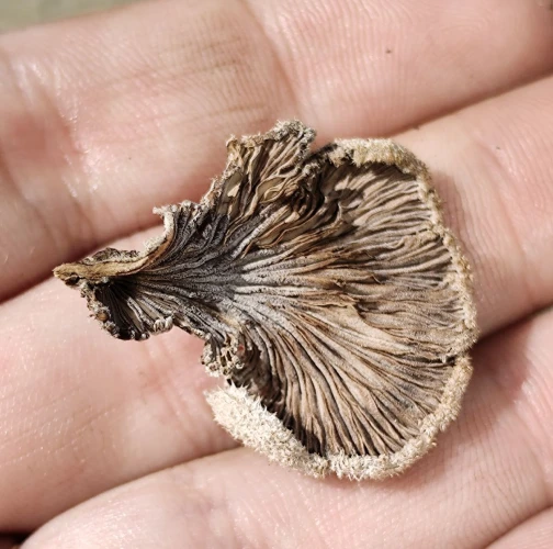 Miroslava Horáková 