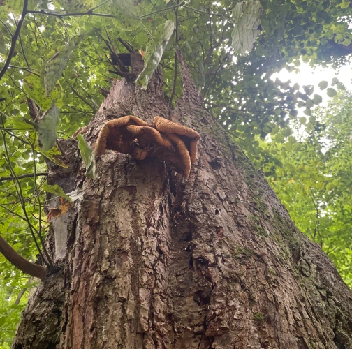 Dryad&rsquo;s saddle