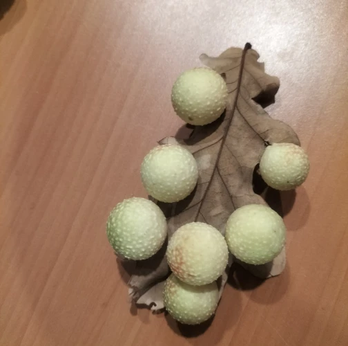 Cynipid gall wasp Cynips quercusfolii 