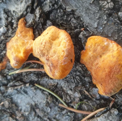 Cinnabar-red polypore
