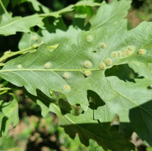 Gall midge Dryomyia circinans