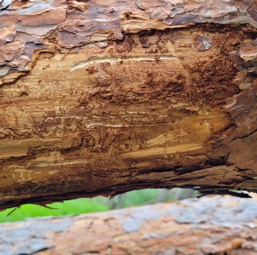 Common pine shoot beetle