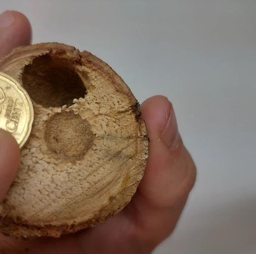 Violet carpenter bee