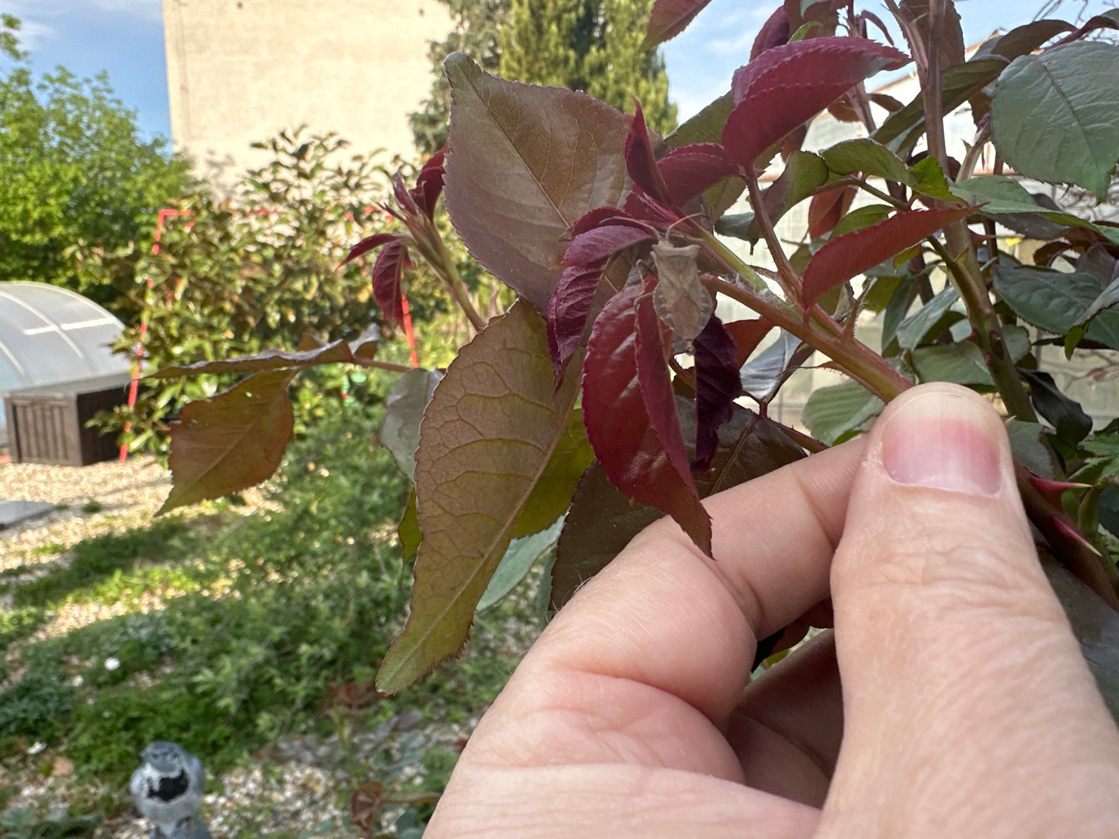 A - nie je v databáze