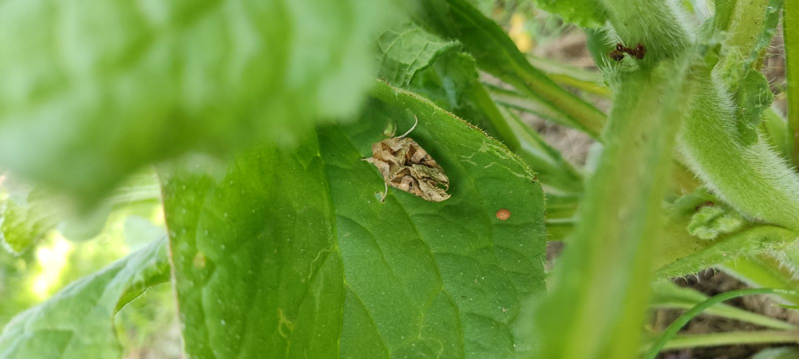 A - nie je v databáze