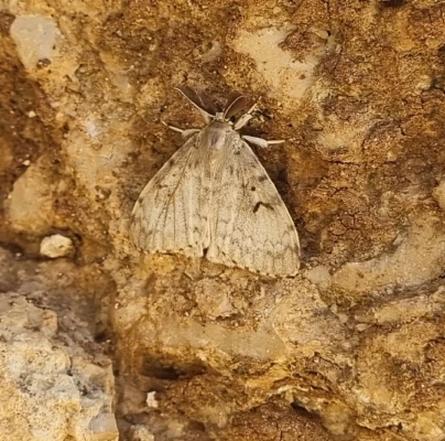 Gypsy moth