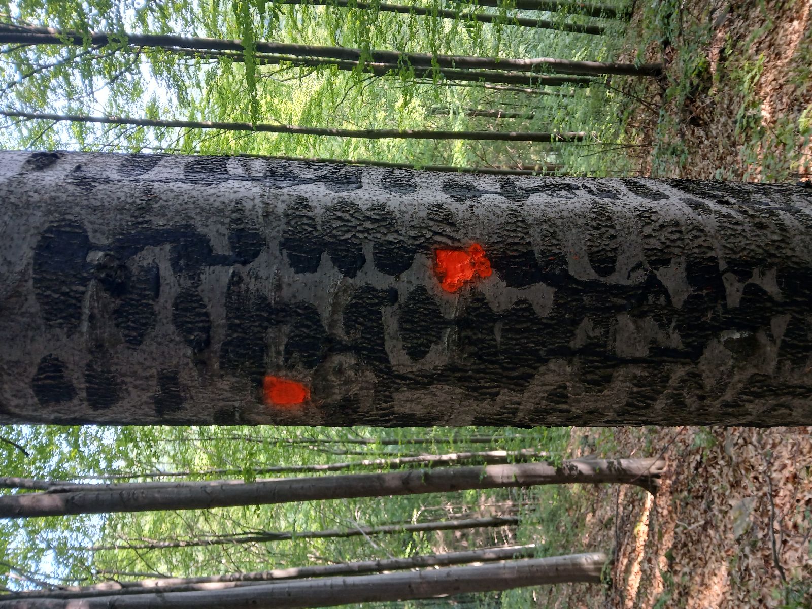 A - nejednoznačne určený, nie sme si istí