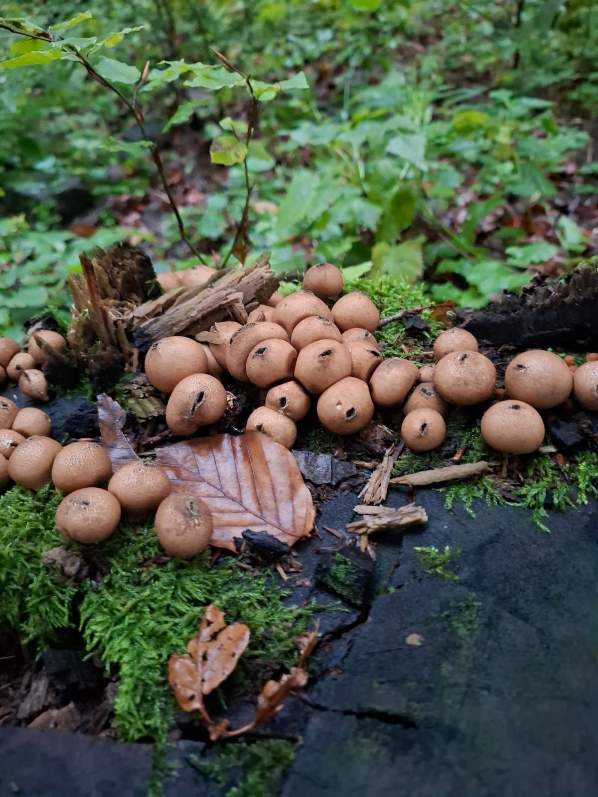 A - nie je v databáze