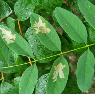 Locust digitate leaf miner