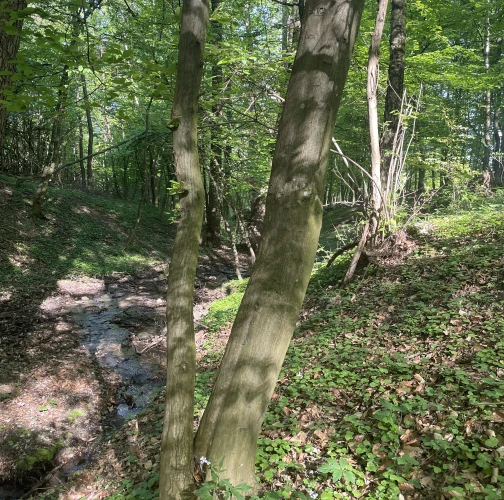  Vladimír Šalgovič