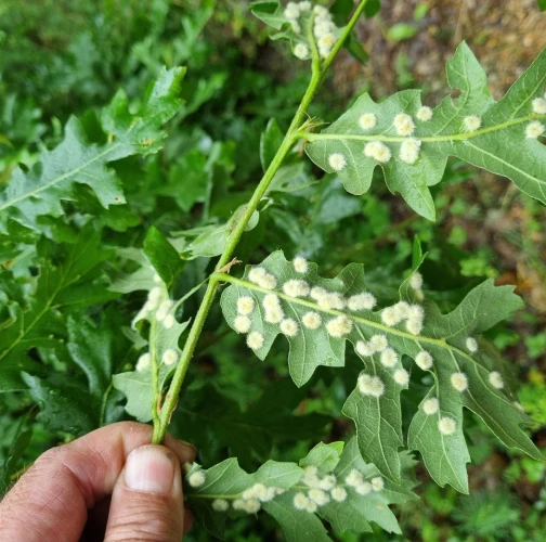 Gall midge Dryomyia circinans