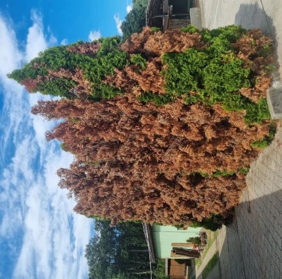 Cypress jewel beetle