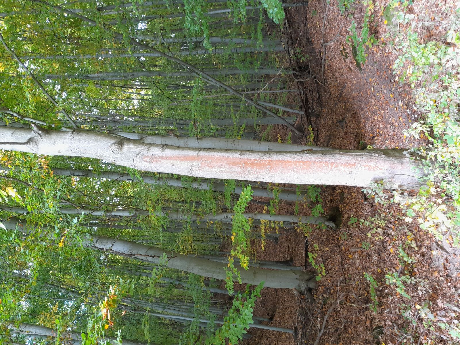 A - nejednoznačne určený, nie sme si istí