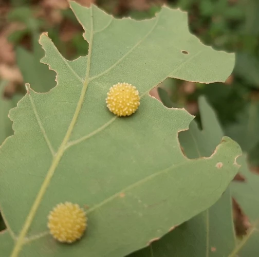 Cynipid gall wasp Cynips quercusfolii 