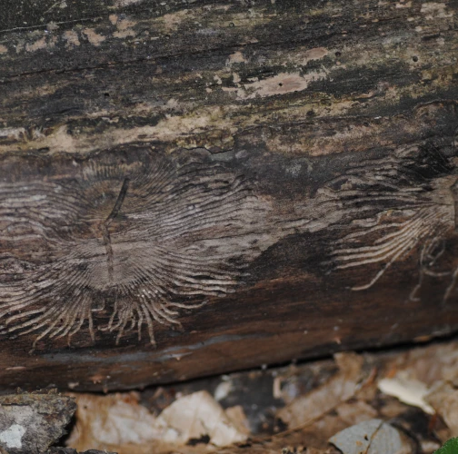Ash bark beetle