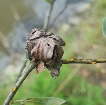 European rosette willow gall midge