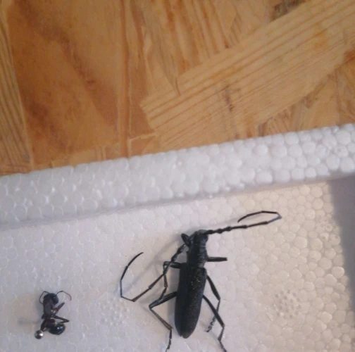 Long-horned beetle Cerambyx scopolii