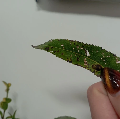 A - Ambiguously determined, we are not sure