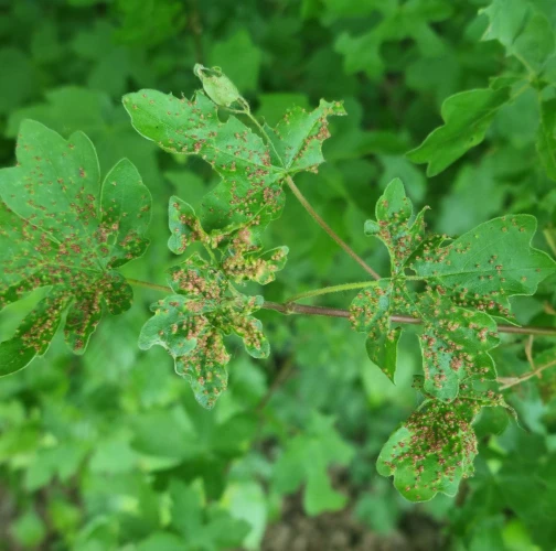 Gall mite Aceria myriadeum