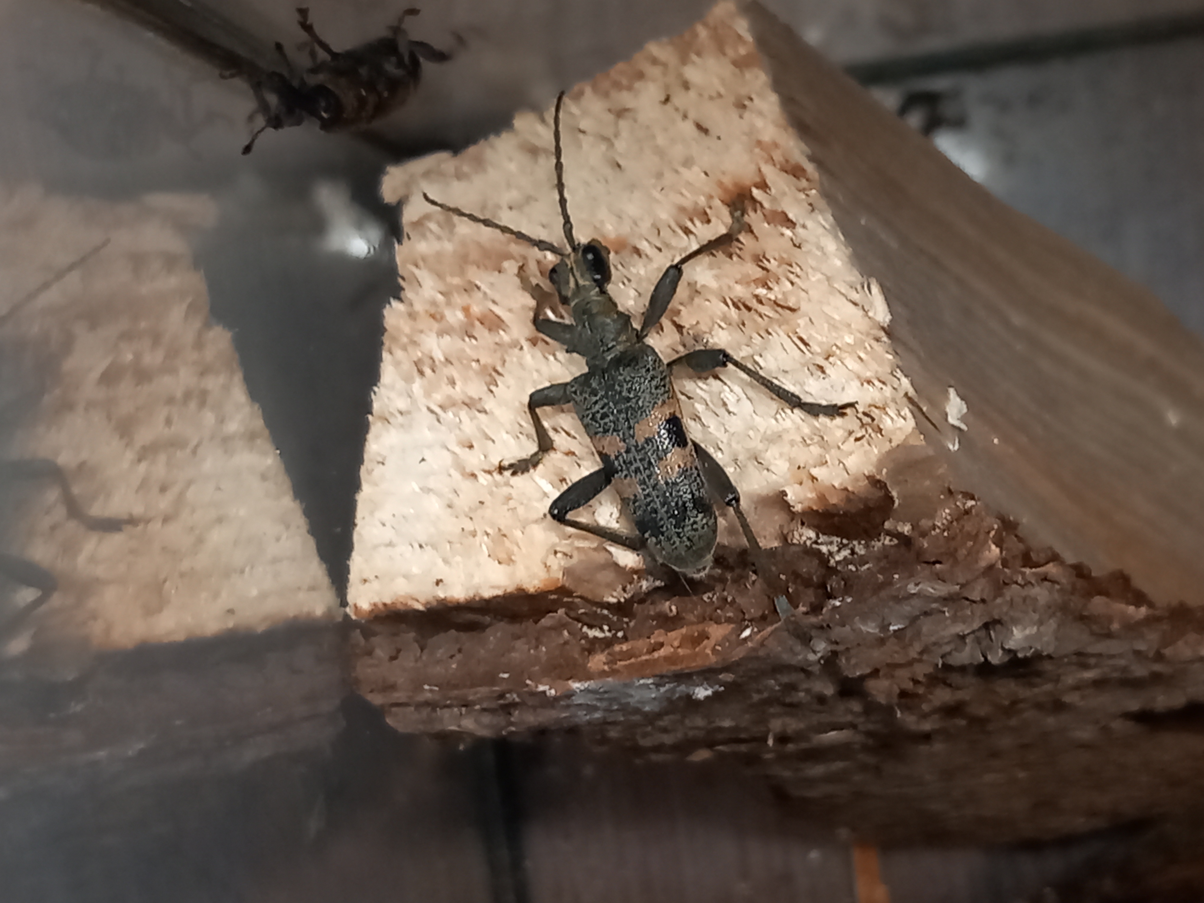 Rhagium mordax