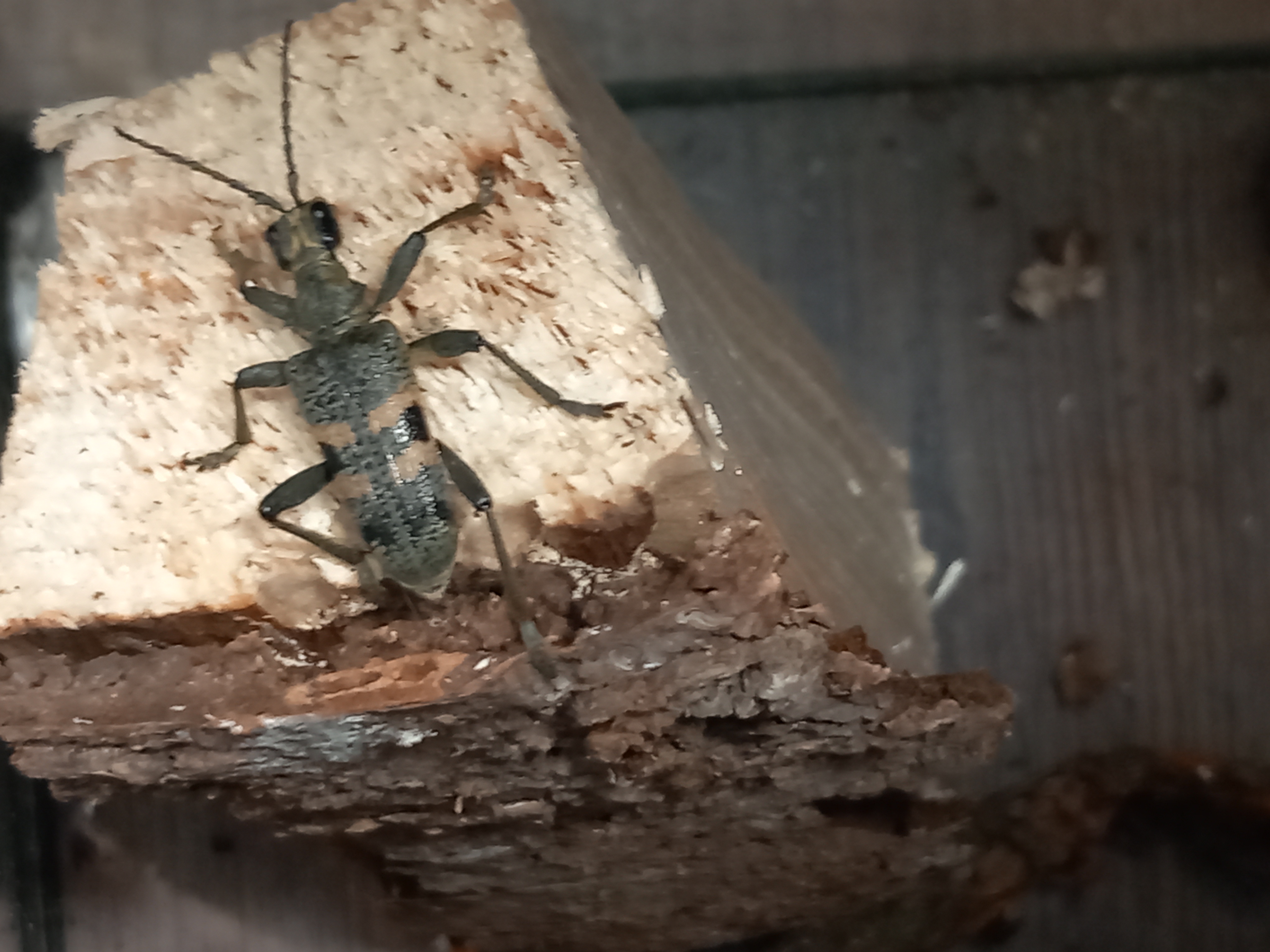 Rhagium mordax