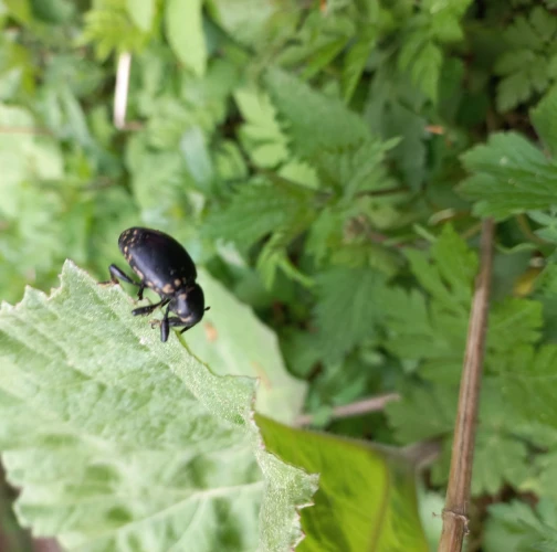 Slávka Chrachalová 