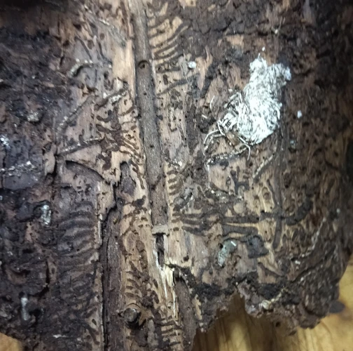 European spruce bark beetle