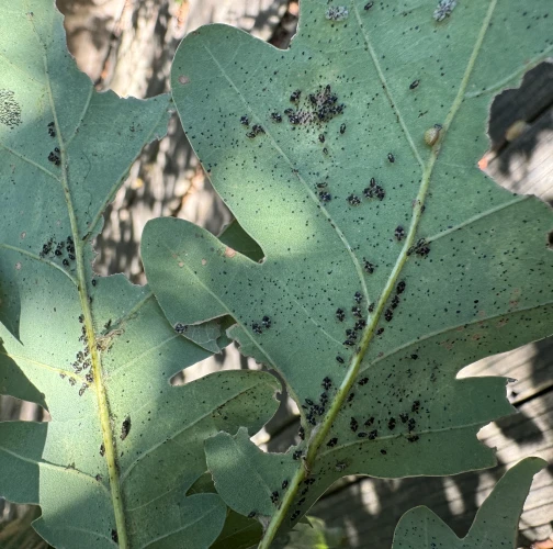 Stanislava Kovácsová