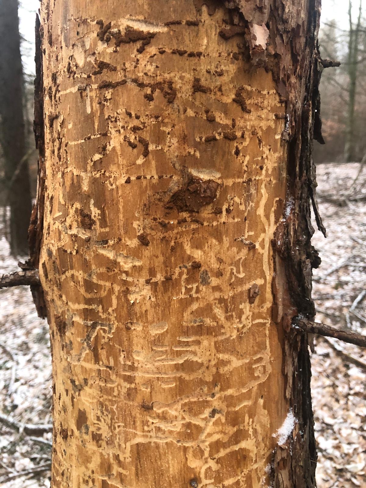 A - nejednoznačne určený, nie sme si istí