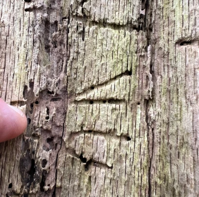 A - Ambiguously determined, we are not sure