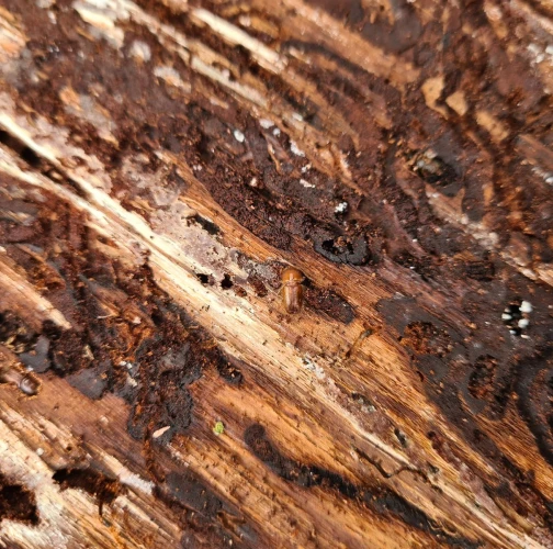 European spruce bark beetle