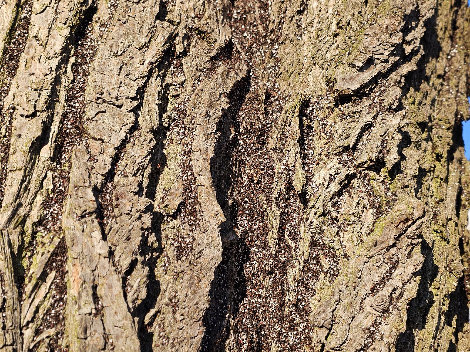 Oxycarenus lavaterae