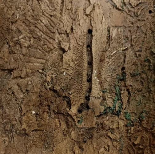 Birch bark beetle