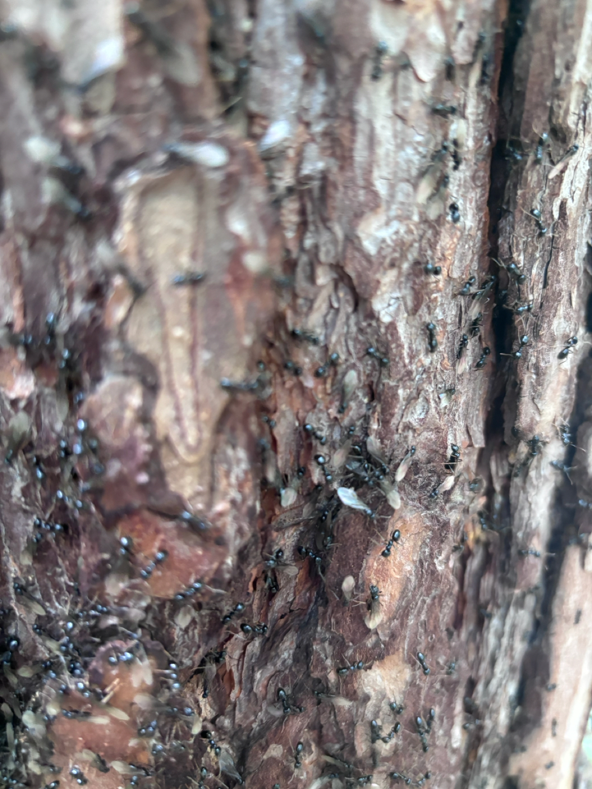 A - nie je v databáze