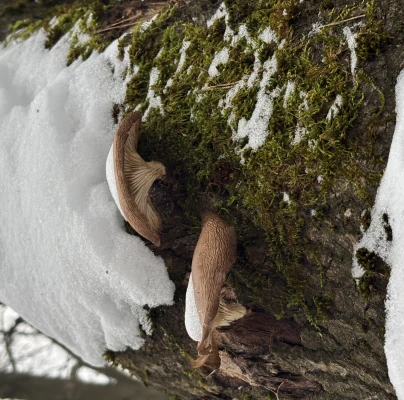 Oyster mushroom