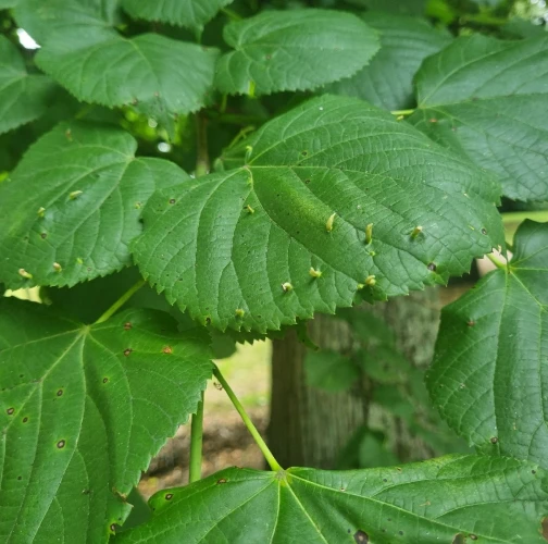 Gall mite Eriophyes tiliae