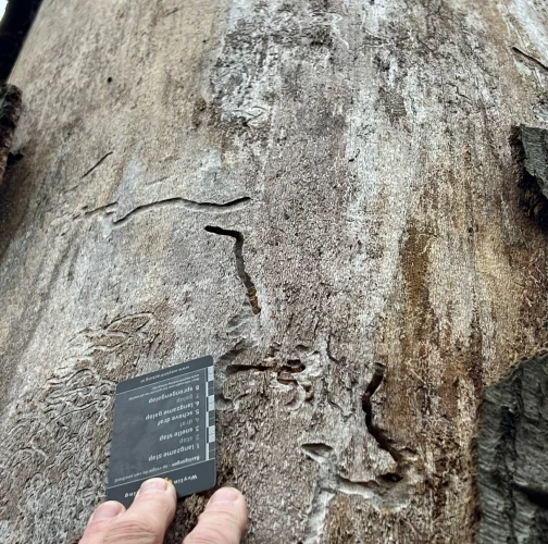 Beech splendour beetle