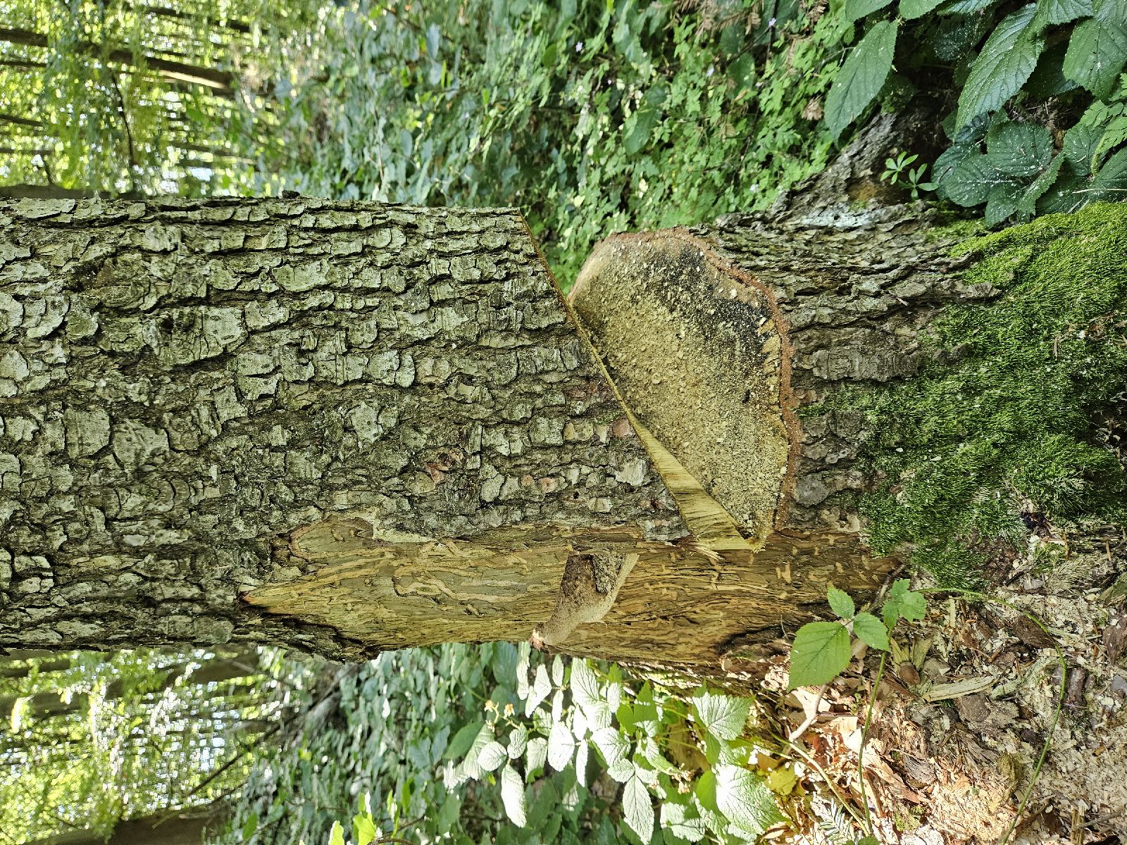 Treptoplatypus oxyurus