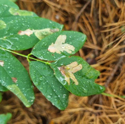 Locust digitate leaf miner