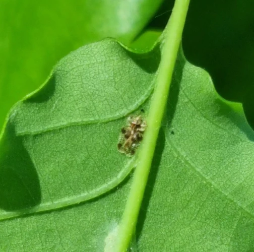 Oak lace bug