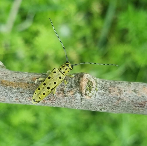 Long-horned beetle Saperda perforata