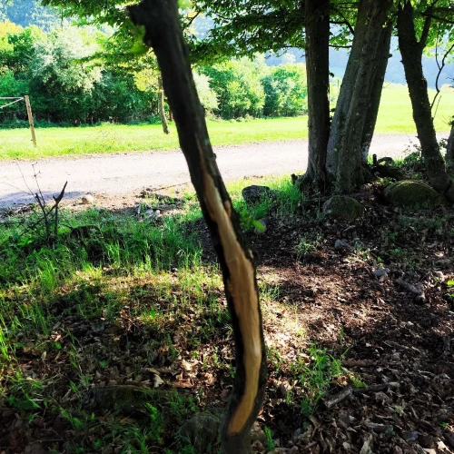 Miroslava Horáková 